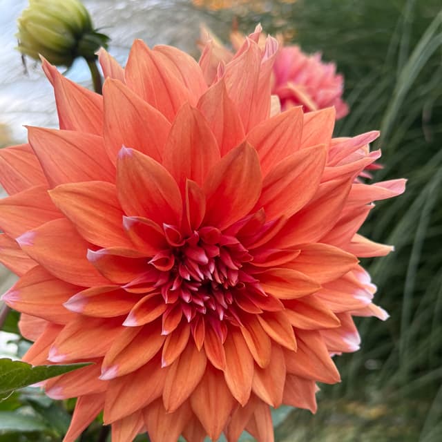 The Dahlia at Flourish Studio in Weymouth, MA