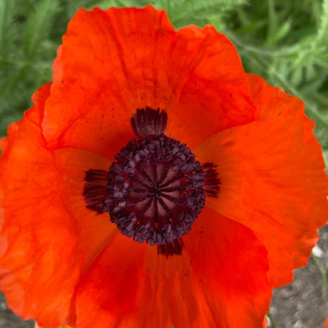 The Poppy at Flourish Studio in Weymouth, MA